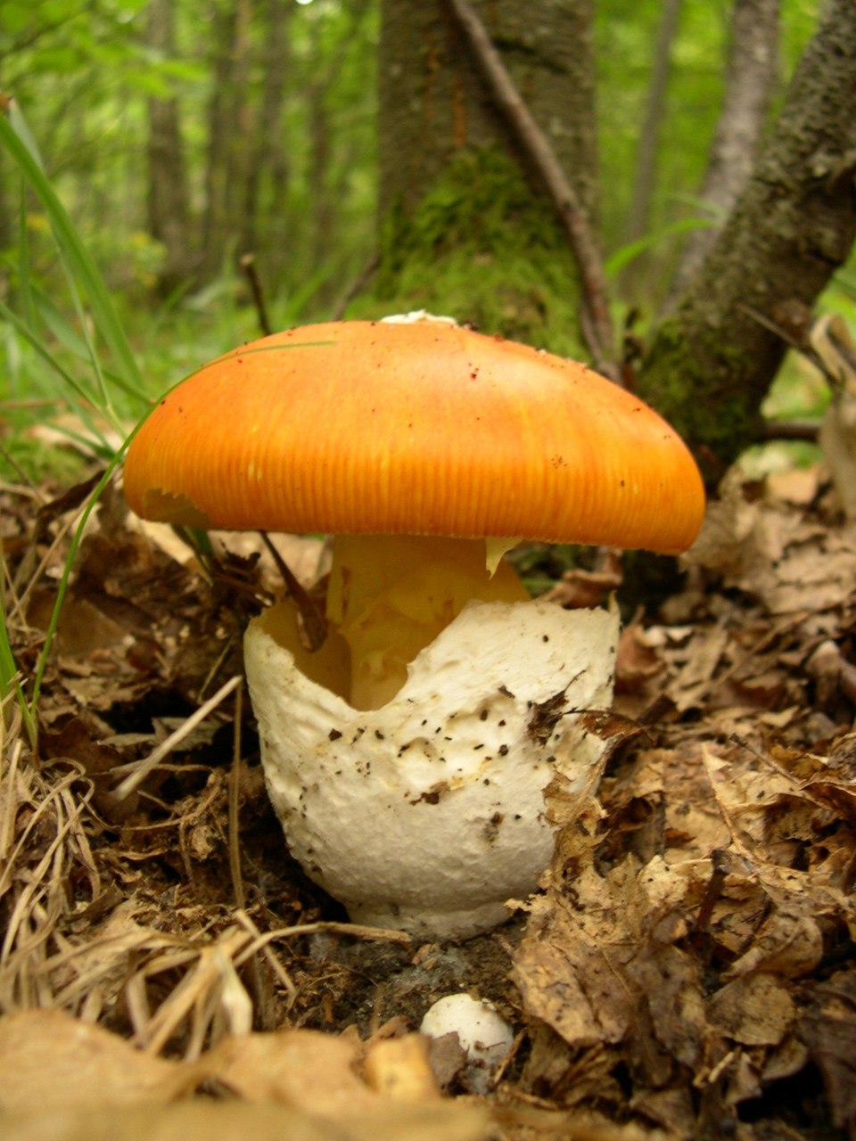 Amanita caesarea, imagen de referencia del catálogo de Senda