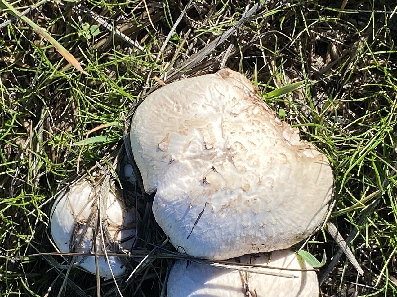 Agaricus campestris, imagen de referencia del catálogo de Senda