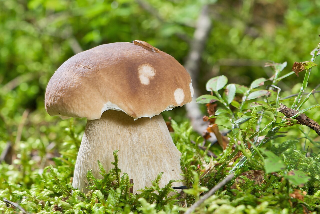Boletus edulis, imagen de referencia del catálogo de Senda