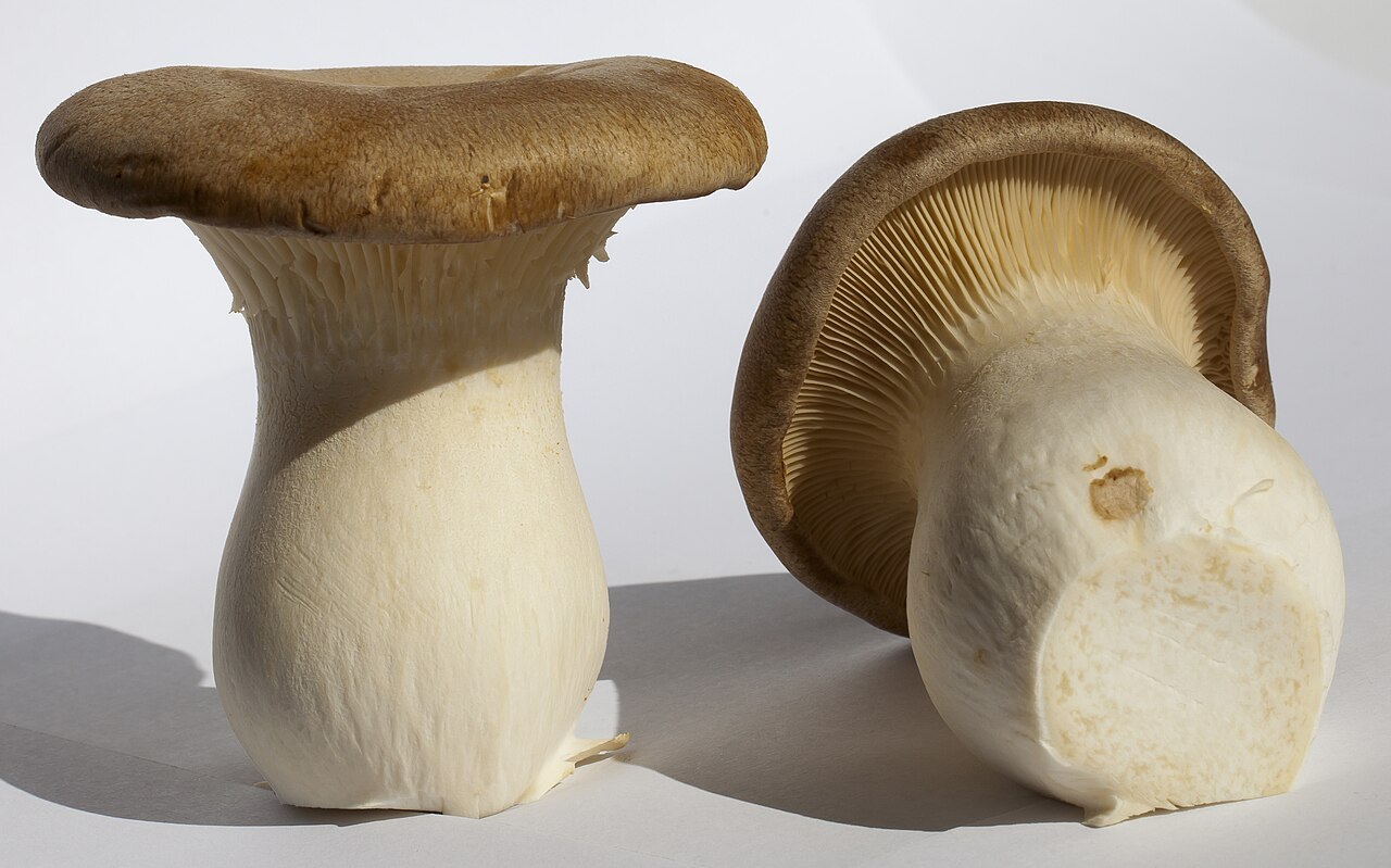 Pleurotus eryngii, imagen de referencia del catálogo de Senda