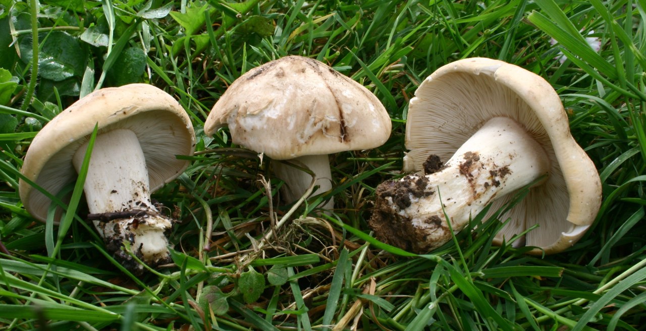 Calocybe gambosa, imagen de referencia del catálogo de Senda
