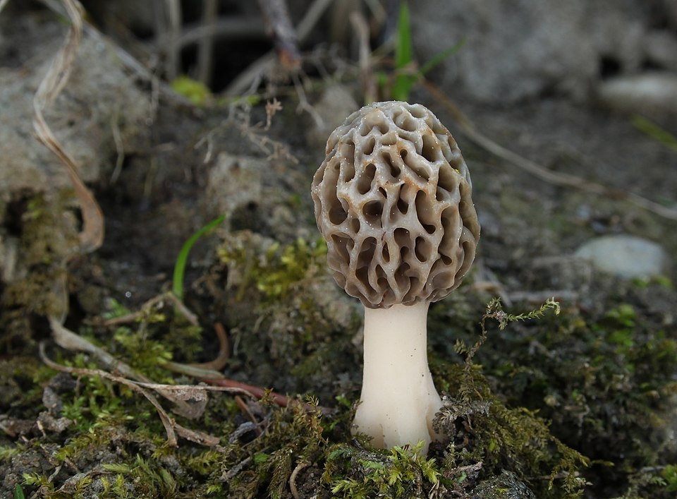 Morchella esculenta, imagen de referencia del catálogo de Senda