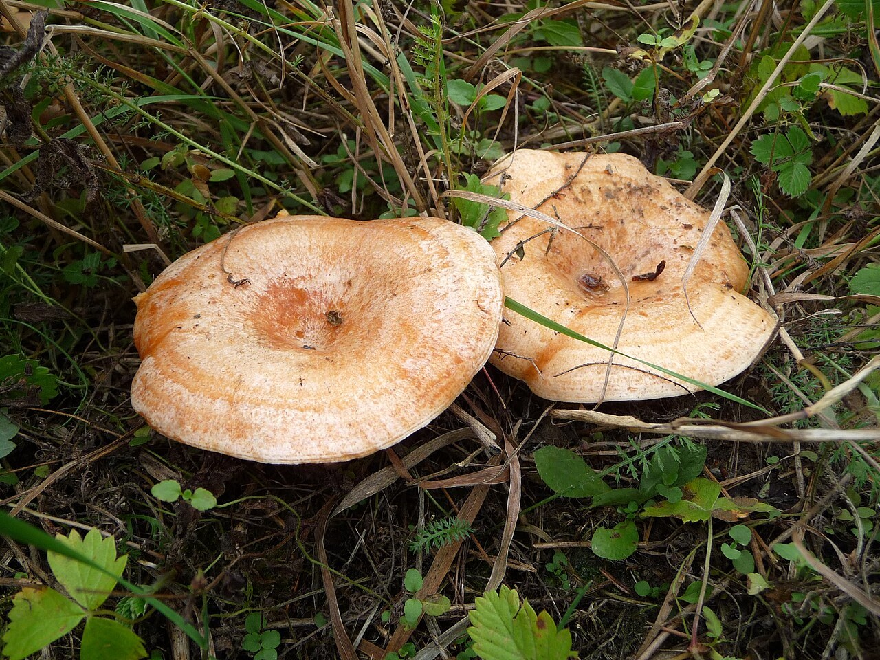 Lactarius deliciosus, imagen de referencia del catálogo de Senda