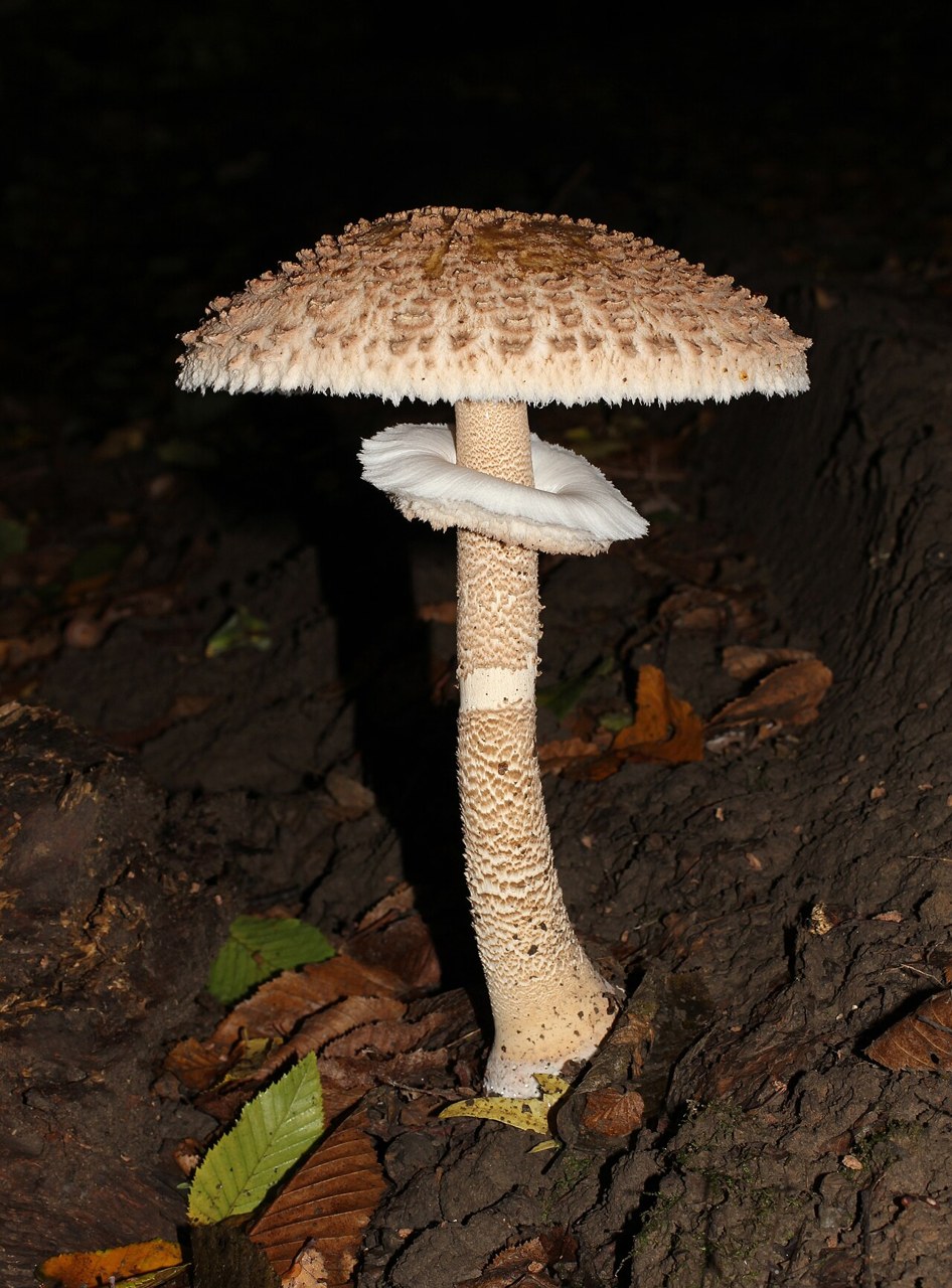 Macrolepiota procera, imagen de referencia del catálogo de Senda