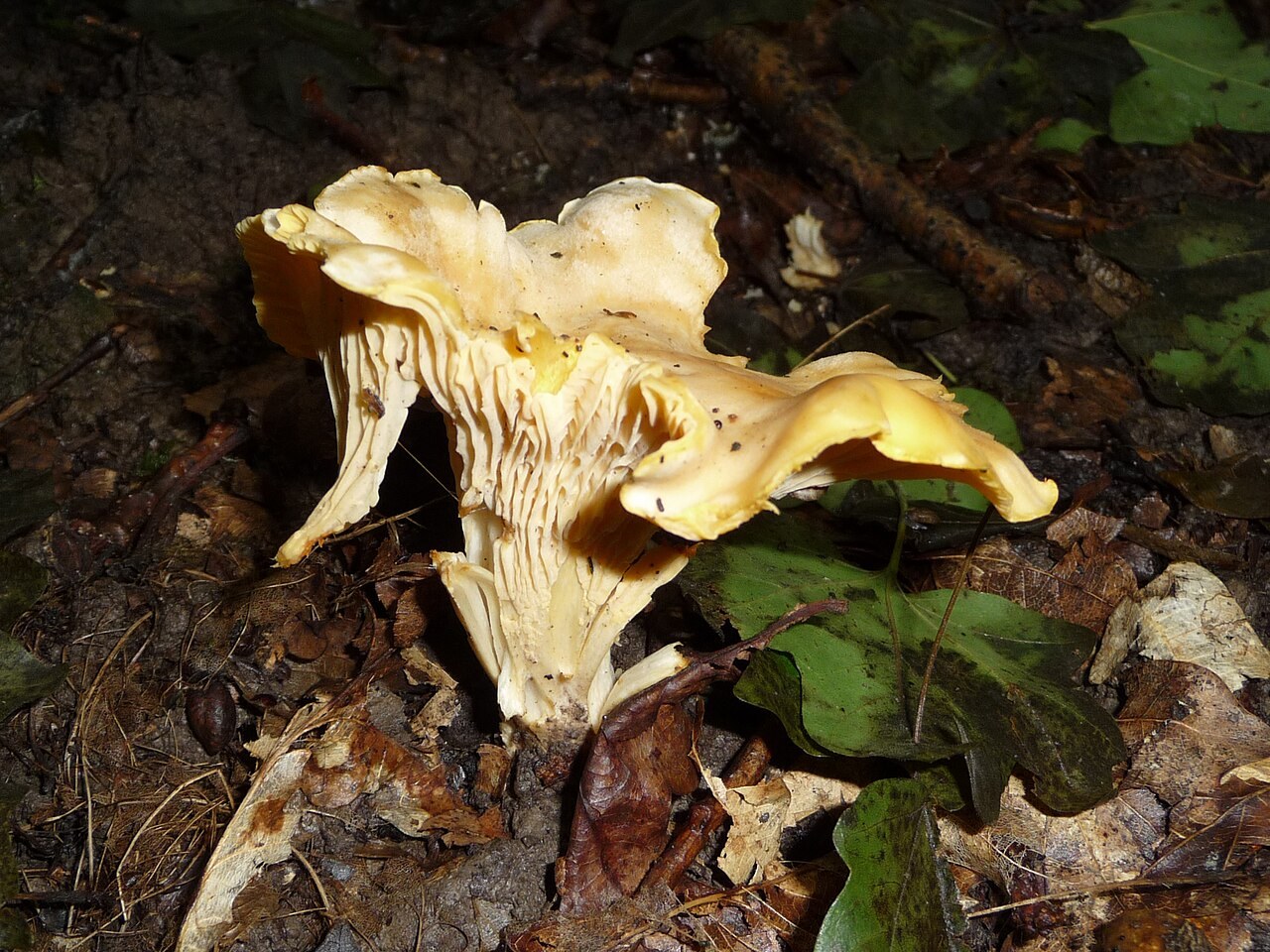 Cantharellus cibarius, imagen de referencia del catálogo de Senda